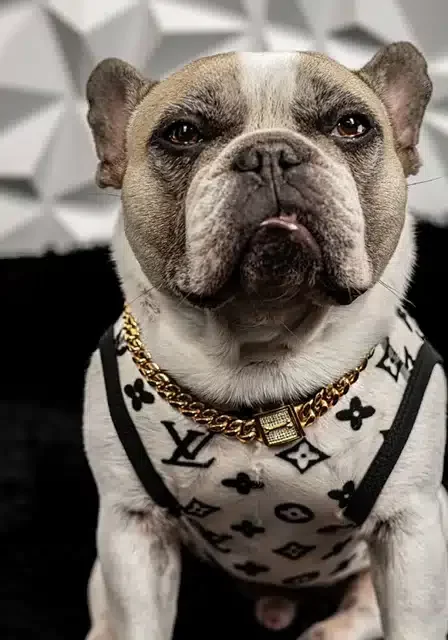 About Louie